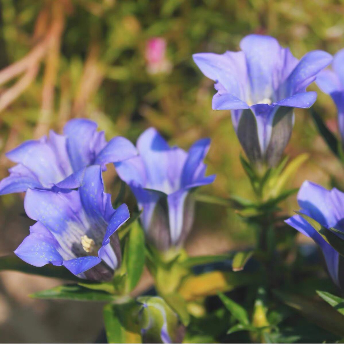 龙胆花盆盆栽海洋之心蓝色花卉多年生宿根植物庭院花卉