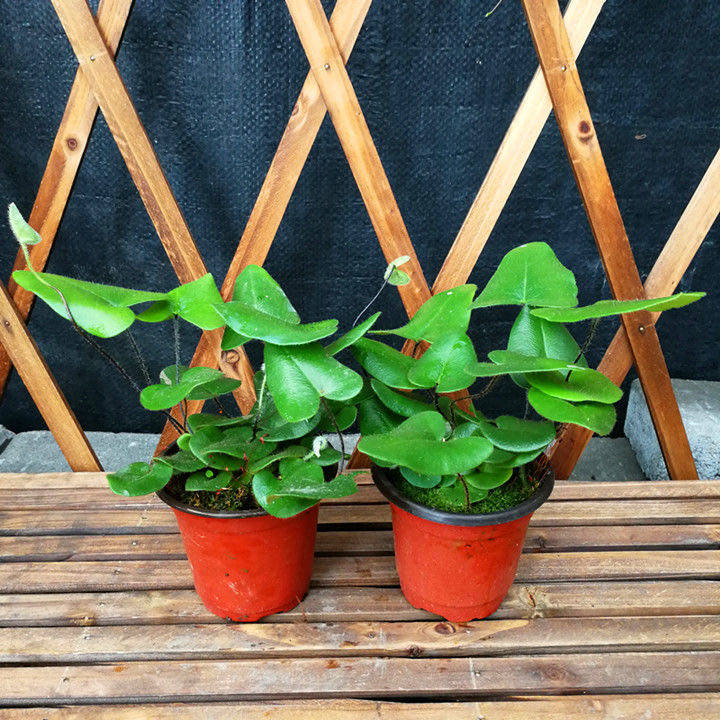 心愿桌面半阴花卉防辐射甲醛植物室内花卉