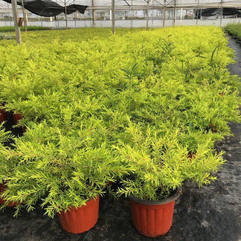 黄金香耐寒观四季多年生清香木植物叶植物阳台耐热室外绿植