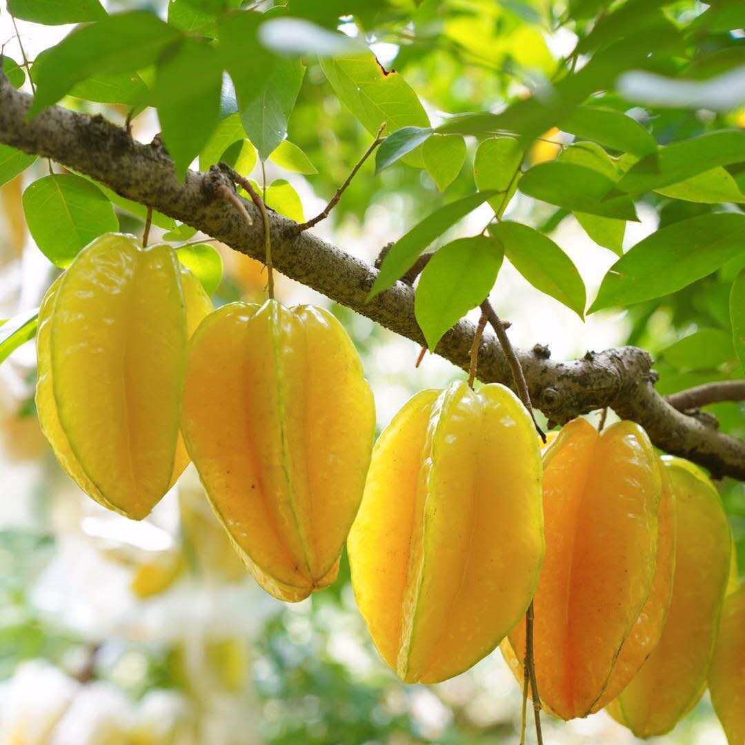 福建下河杨桃5斤 新鲜现摘时令孕妇水果酸甜洋桃红龙阳桃大果包邮