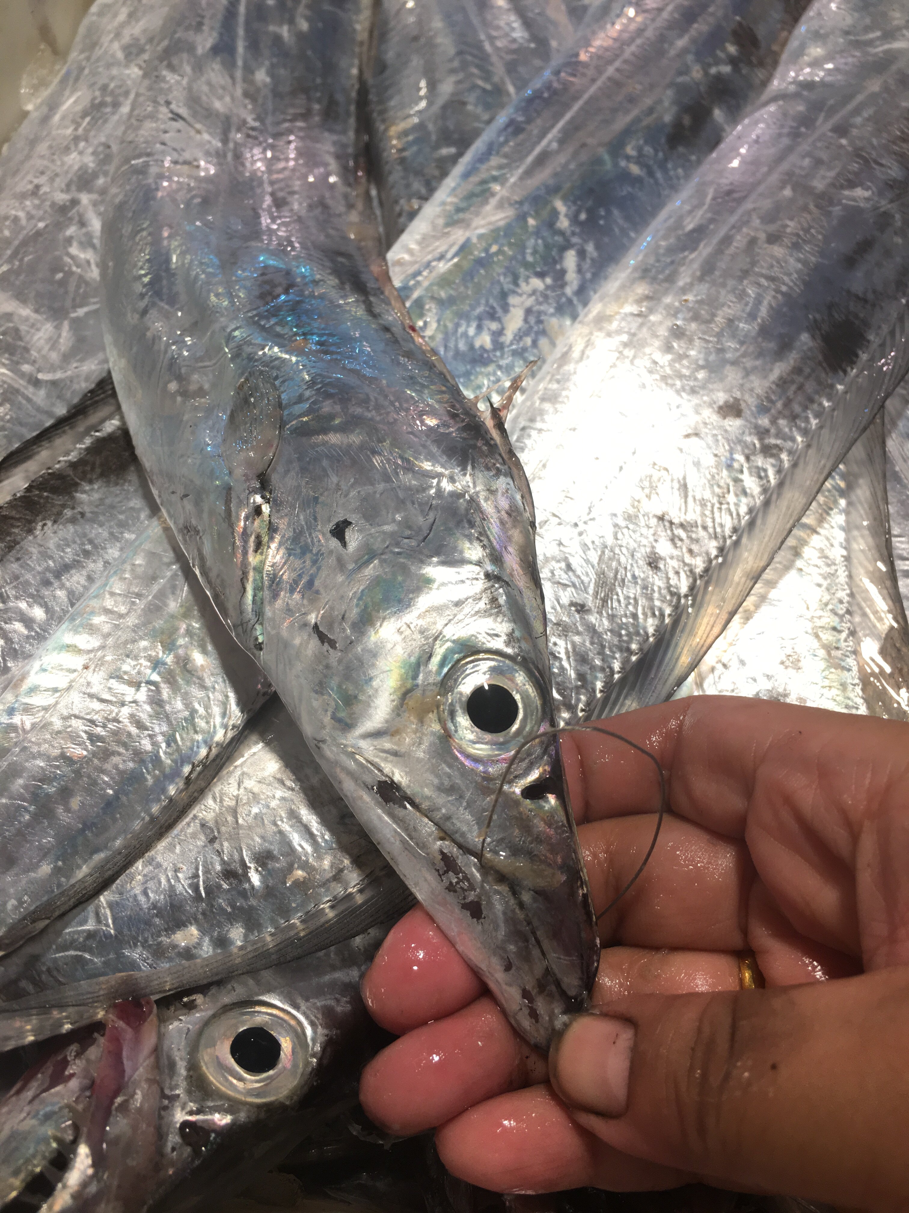 嘿渔舟山本地带鱼小眼睛野生雷达网油刀鱼152斤带鱼