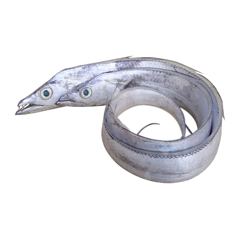 舟山本地小眼睛野生刀鱼雷达网带带鱼新鲜鲜活带鱼