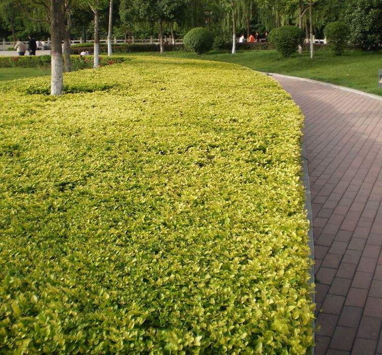金叶叶常绿北方灌木常绿色块观女贞绿化工程绿篱观叶