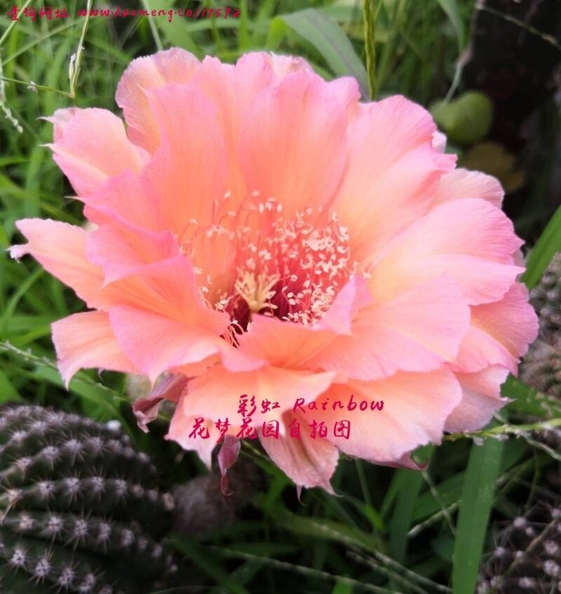 进口彩草彩虹席克稀有品种仙人掌开花仙人球多多肉植物