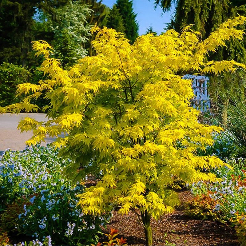 黄金枫金枫阳台绿植花卉叶花卉四季观之梦庭院金陵大型绿植