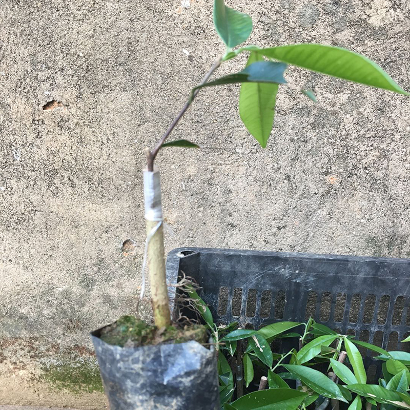 奇楠沉香树苗嫁接绿奇楠一代苗棋楠稀有名贵苗木盆栽花园庭院绿植