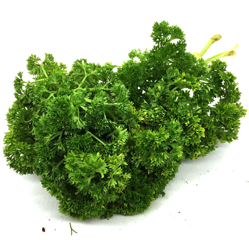 广东包邮荷兰新鲜法香洋芫荽旱芹菜巴西利香菜其它