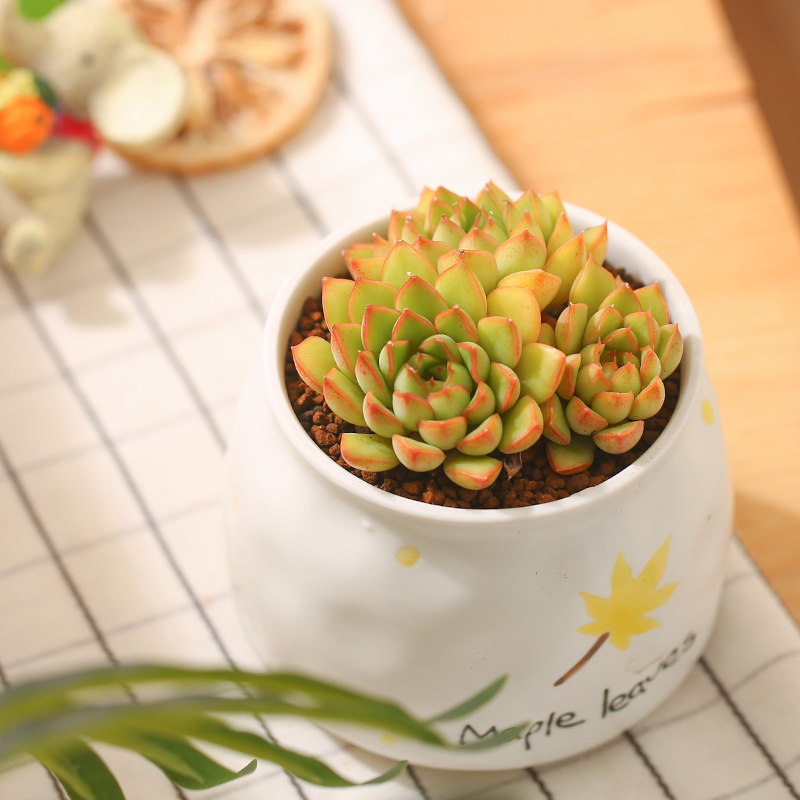 多肉植物mumuhome梦幻天使群生组合盆栽多肉植物