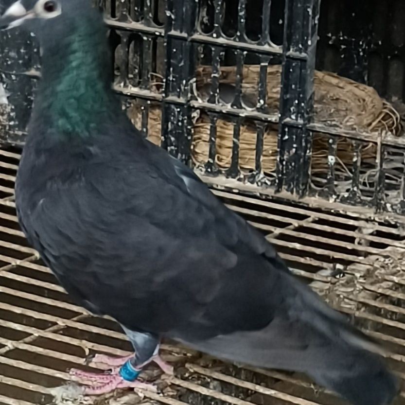 吴淞李鸟幼鸽种鸽瓦灰雨点纯黑纯白大鼻子信鸽鸟