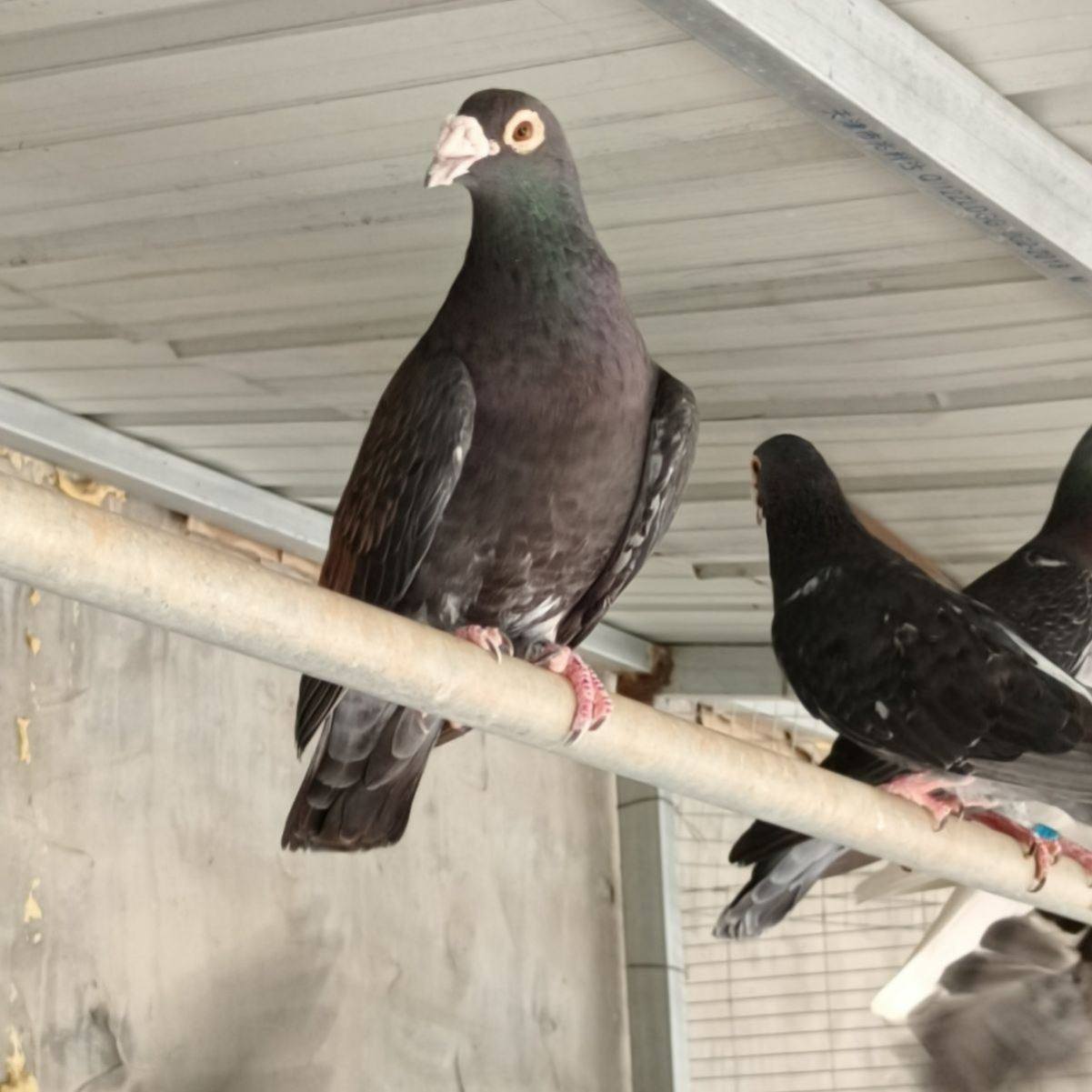 吴淞李鸟幼鸽种鸽瓦灰雨点纯黑纯白大鼻子信鸽鸟