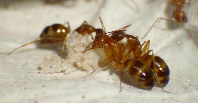 冲钻 拟光腹弓背蚁2019年群落 宠物蚂蚁 蚁后活体