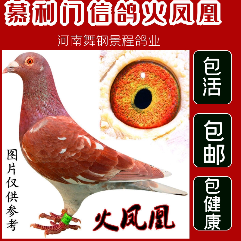 精品火凤凰鸽子活体一对原配信鸽赛鸽血统肉鸽鸟