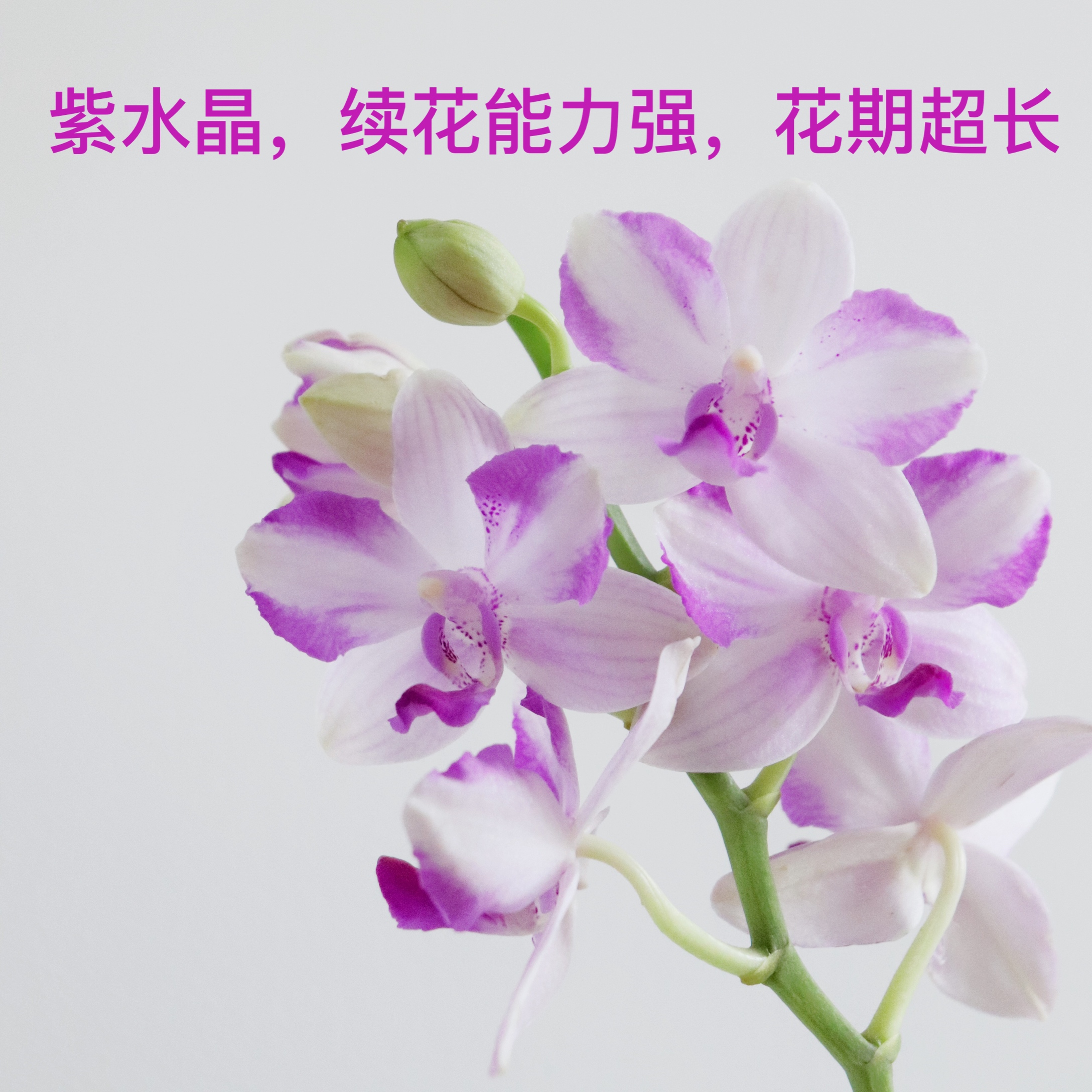 紫水晶夏季花季花花期超长花能力强蝴蝶兰花卉盆栽花卉