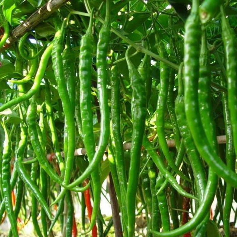 蔬菜菜苗辣椒自家育苗杭椒线椒青椒多种秧苗家庭园艺种子