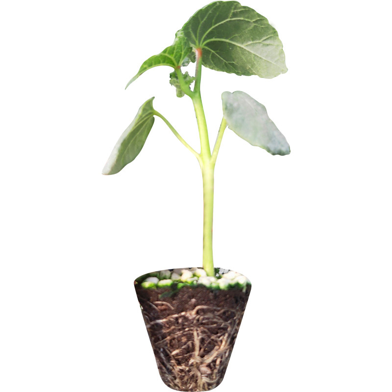 黄秋葵种苗春夏秋季绿水果秋葵苗大田红秋葵庭院盆栽农家蔬菜种苗