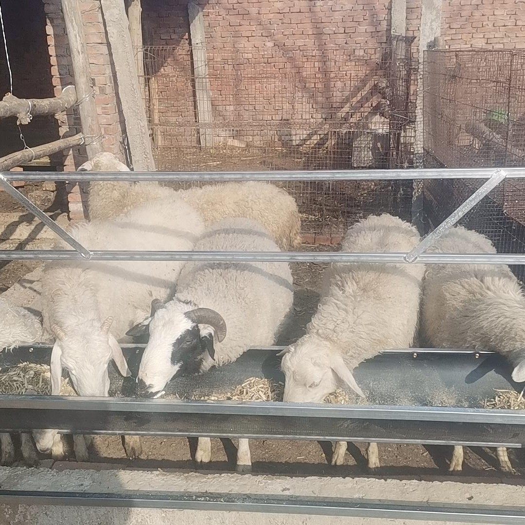 单面喂羊食槽全新输送带养殖场专用结实耐用厂家畜牧