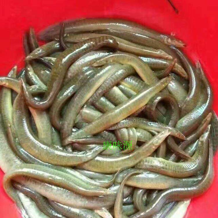 正宗纯天然野生新鲜刀鳅鱼钢锯齿鳅刺中华棘鳅淡水鱼类