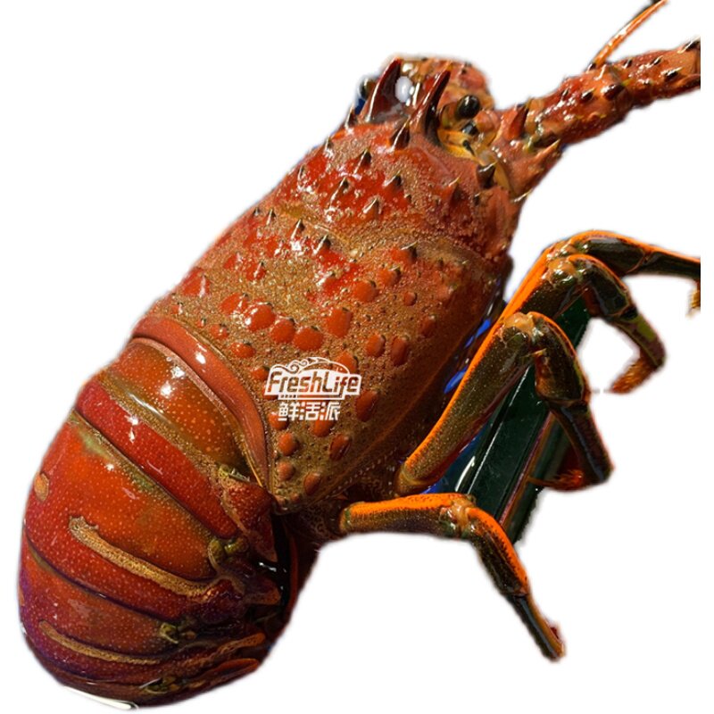 红龙龙虾成都鲜活墨西哥173斤称重结算波龙龙大活虾