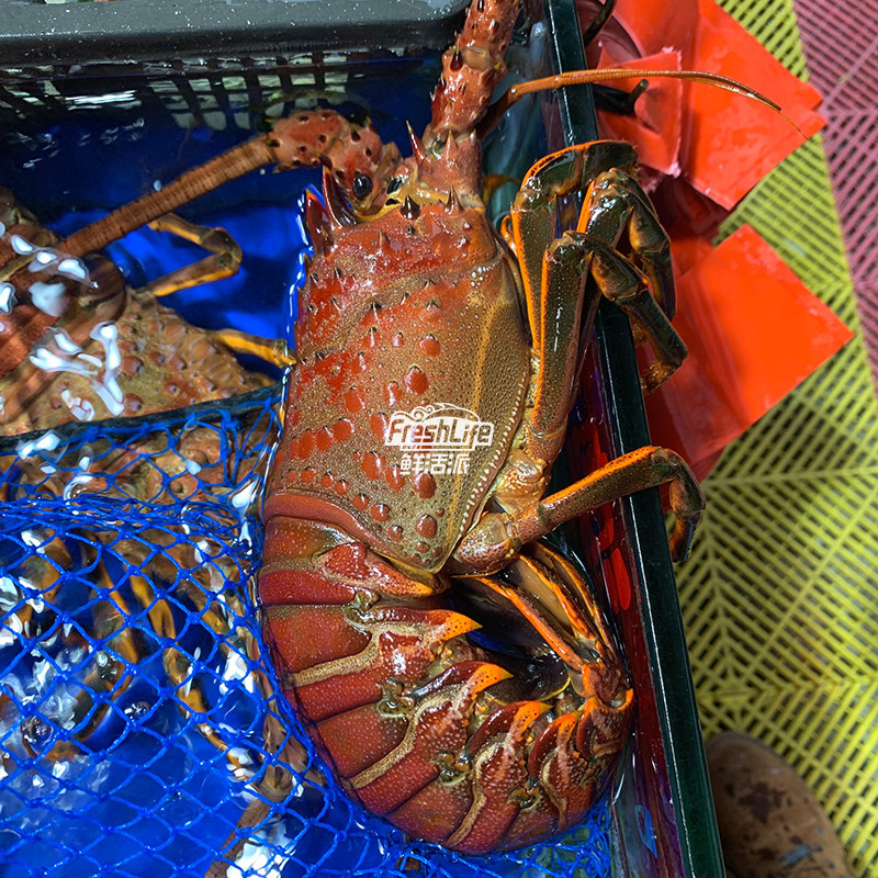 红龙龙虾成都鲜活墨西哥173斤称重结算波龙龙大活虾