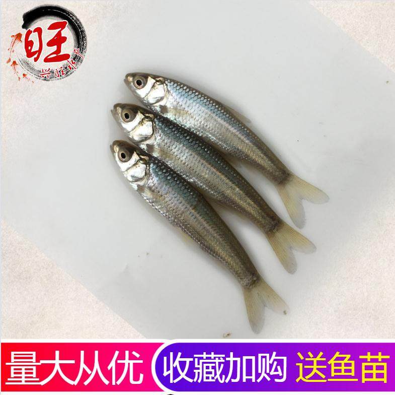 赤眼鳟红眼鱼苗红眼赤鳟青鱼花鲢鳊鱼苗龙鱼饲料活体养殖淡水鱼苗