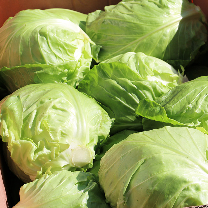 密云 鲜嫩圆白菜 绿甘蓝新鲜蔬菜 卷心菜 现砍包菜 口感脆嫩 500g