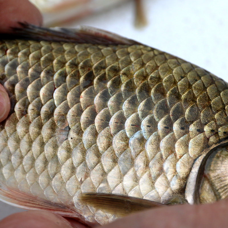 密云本地 野生鲫鱼 新鲜捕捞 净膛去鳞去鳃 鲫瓜子750g