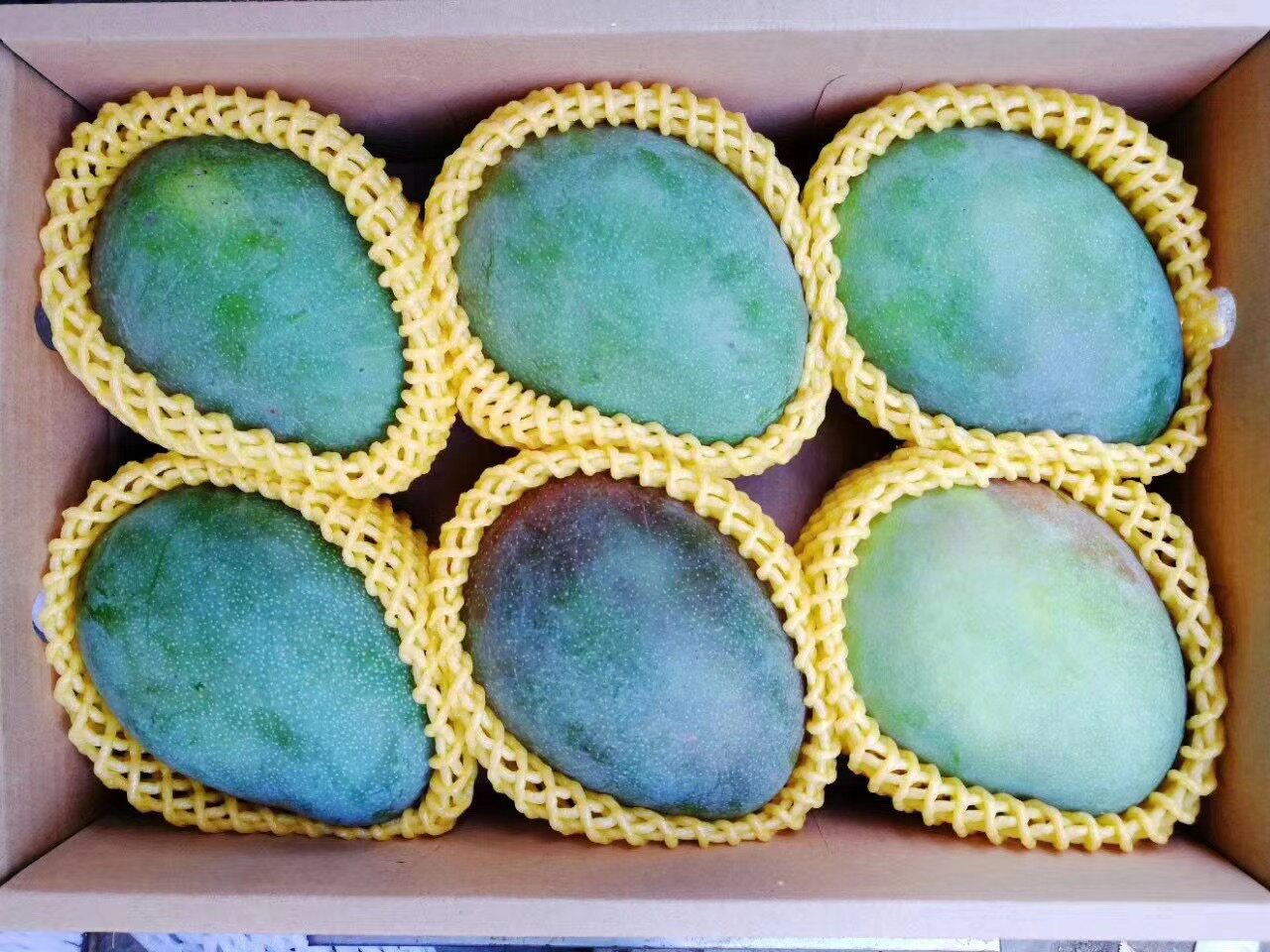 芒果海南三亚青皮高山澳芒中大胖子芒果