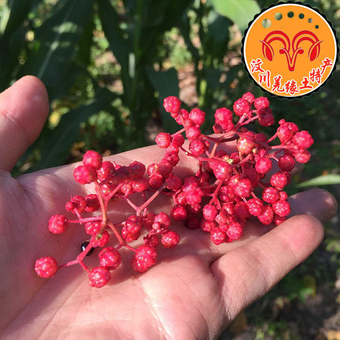 阿坝特产茂县大红袍汶川六月椒火锅调料卤料佳品茂汶花椒250g