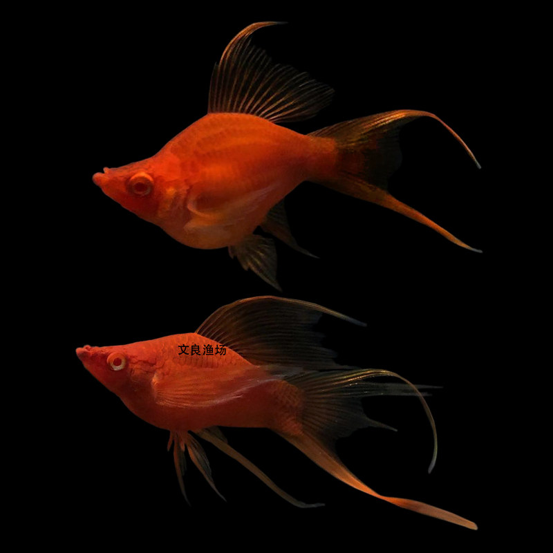 高鳍菊花帆红剑球鱼高帆红箭球鱼苗胎生鱼孕母临产小