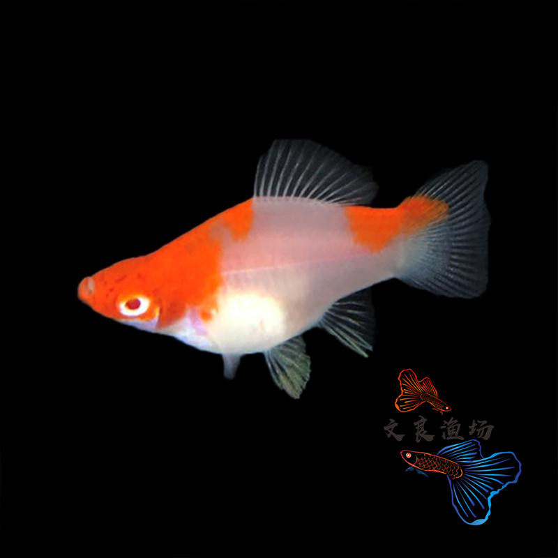 红白剑球鱼红箭球箭鱼鸿运胎生临产孕母小型鱼