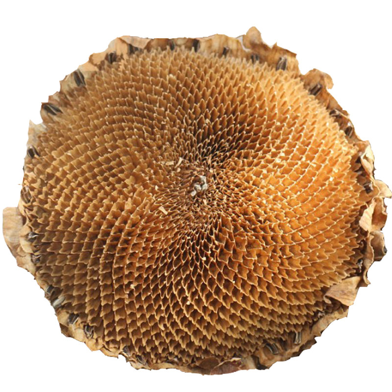 优质盐碱地向日葵花盘整个中药材干向日葵花籽盘粉药用500克包邮