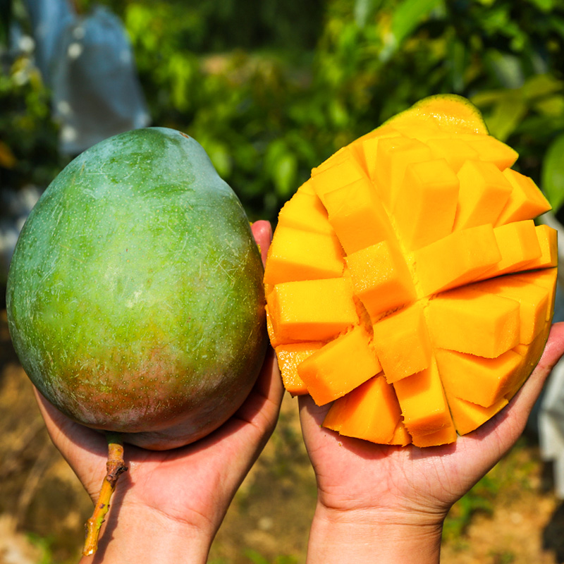 芒果凯特四川攀枝花新的青皮新鲜水果10斤包邮芒果