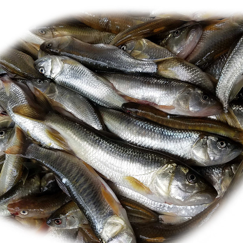 现捕小河鱼 野生鱼 新鲜马口鱼溪流鱼鲜活桃花鱼淡水鱼500g溪哥鱼