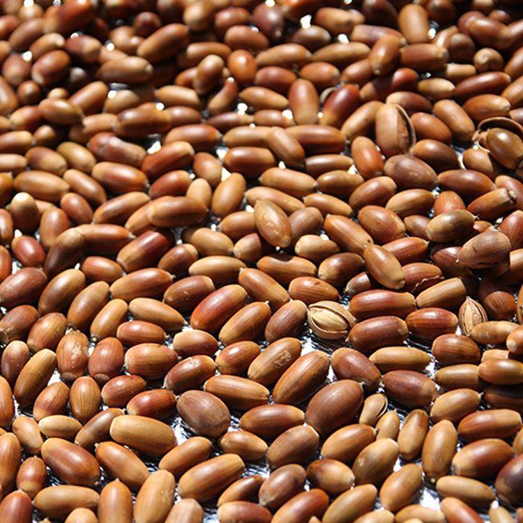 新货500g野生纯橡子粉 择子粉择子豆腐泽子豆腐粉橡籽凉粉折子粉