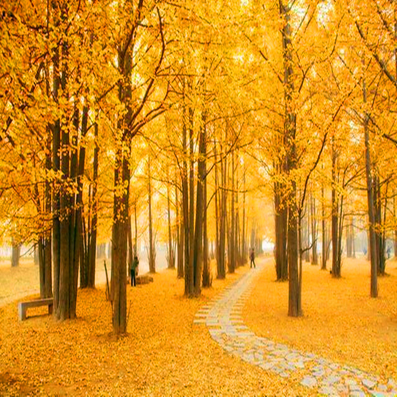 耐寒园林绿化北方南方小苗金叶行道树苗木庭院银杏照明电筒