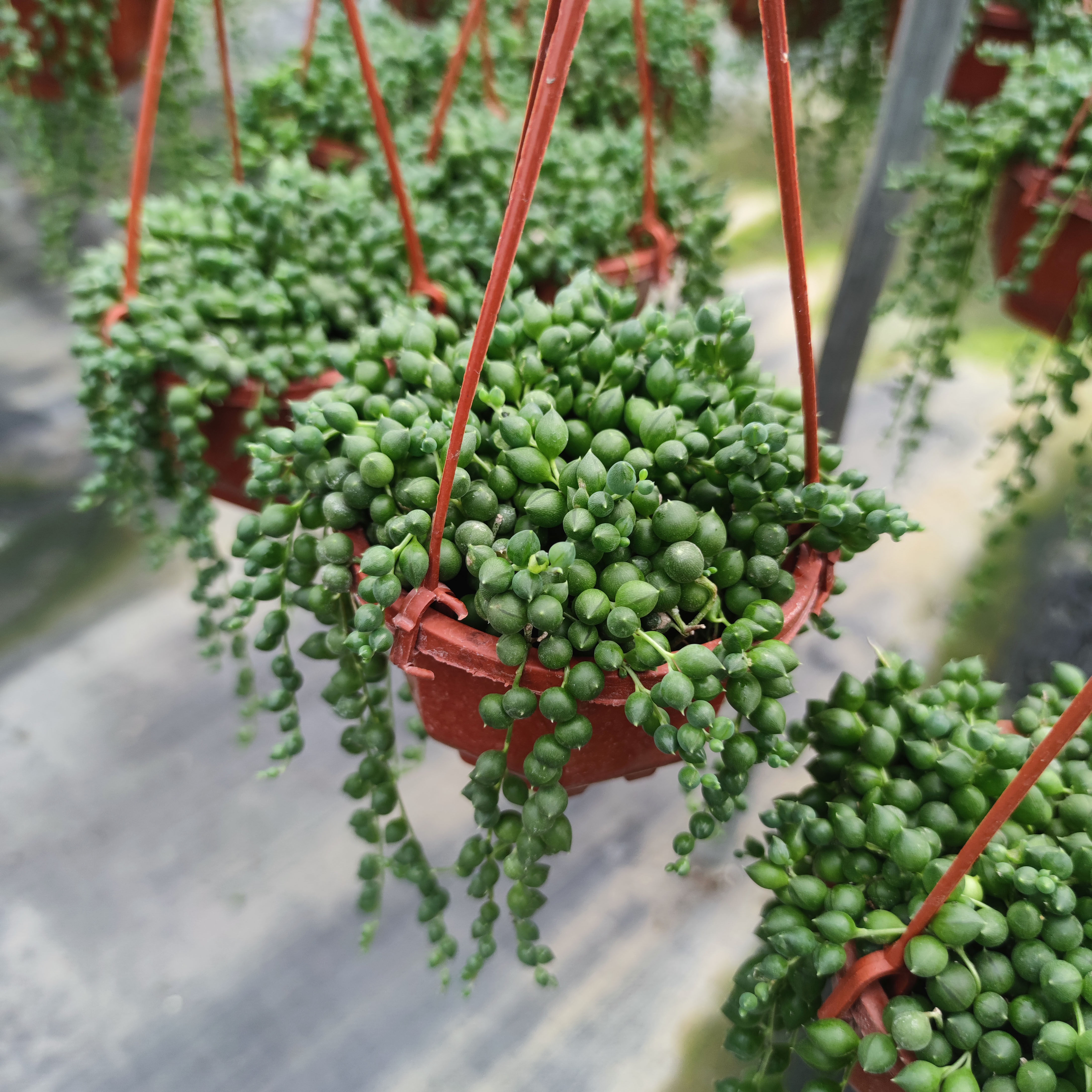 佛珠多肉植物大株长腿老桩新品种货裸根容易带土多肉植物