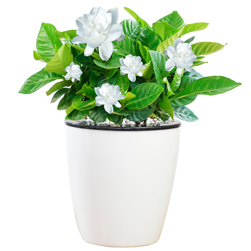 栀子花发财树绿萝水培植物办公室桌面盆栽绿植室内盆景吸甲醛植物