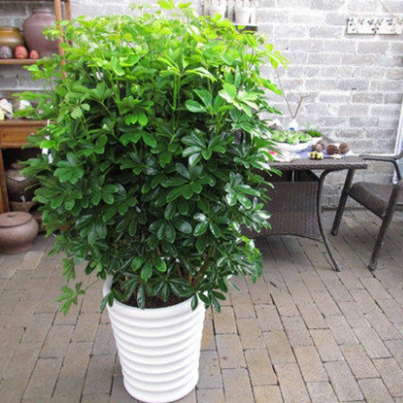 室内大型客厅办公盆栽花卉鸭脚木鸭掌发财树观叶植物绿植