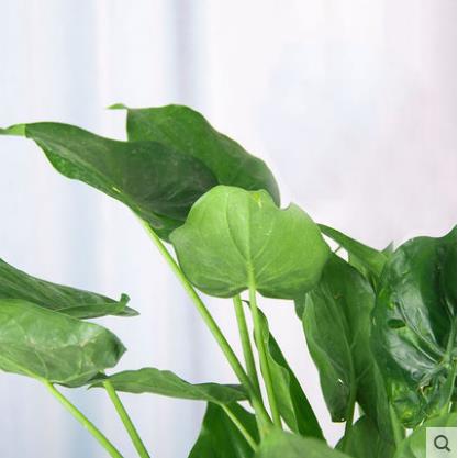 水培滴水观音怎么繁殖_水培滴水观音的养殖方法_水培滴水观音养鱼怎么养