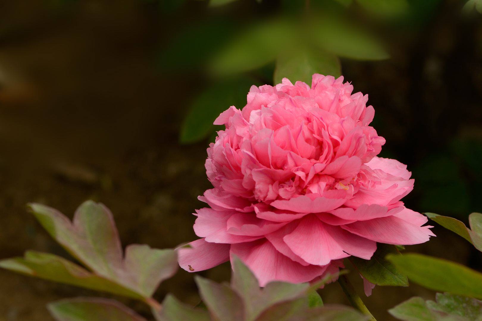 花苗大胡红牡丹菏泽发货红色正宗多分枝大室内时令草本花卉