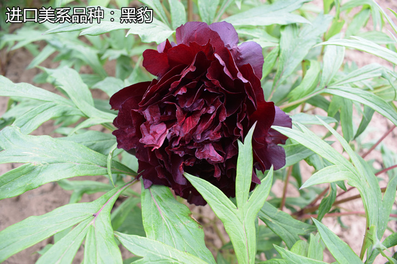 牡丹黑豹黑鸟气壮山河牡丹花花苗菏泽朵朵进口黑色时令草本花卉