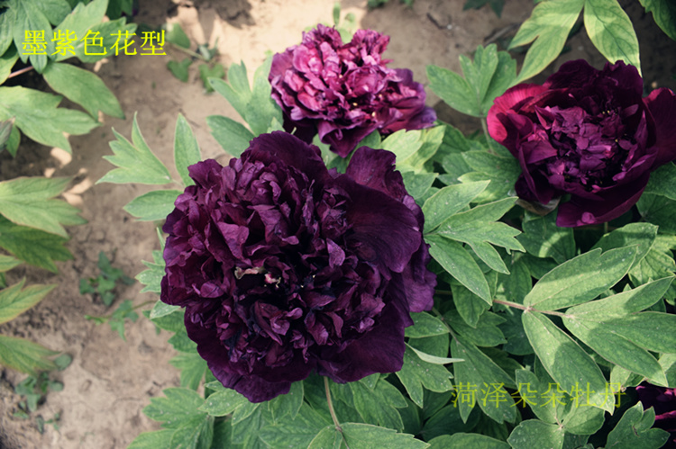 烟笼紫牡丹初乌冠世墨玉黑豹乌金耀辉皇嘉门牡丹黑色系名贵牡丹花