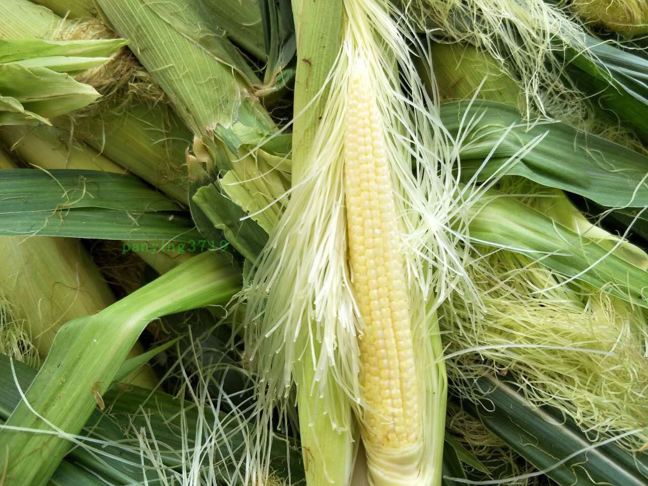 农产品新鲜小玉米仔玉米餐馆酒店菜现摘现发9斤新鲜玉米