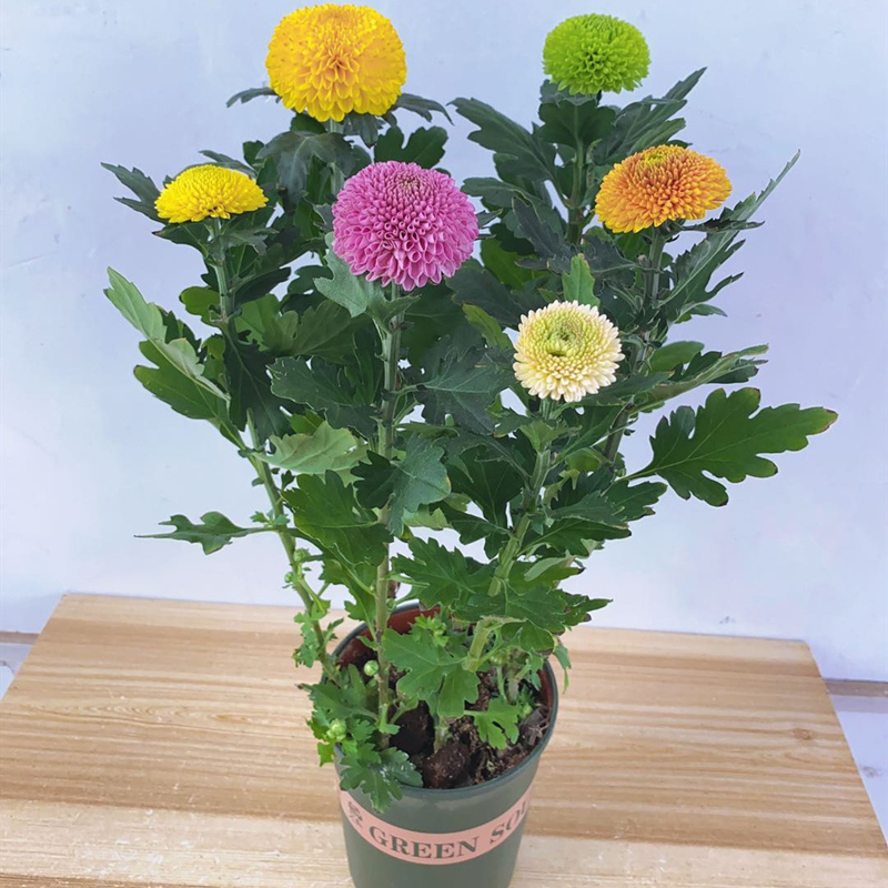 阳台庭院盆栽花卉菊花苗乒乓菊花四季开花植物带花球菊花彩菊包邮