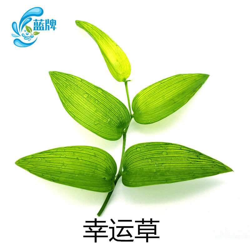 蓝牌新鲜幸运星树苗阔叶舞竹幸运草酒店摆盘一束其它