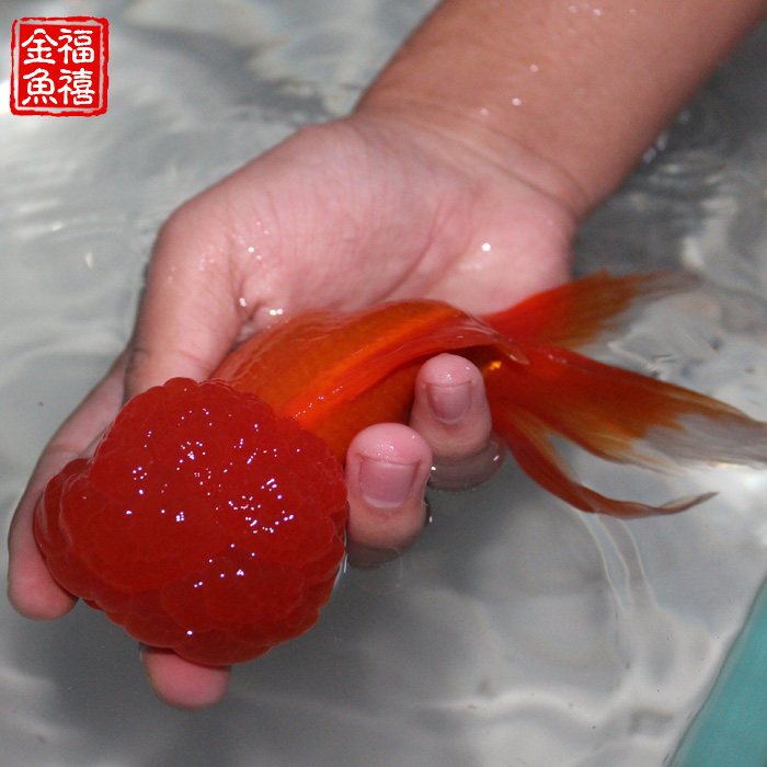 精品纯红狮子头金鱼活体观赏鱼水族宠物国狮冷淡鱼