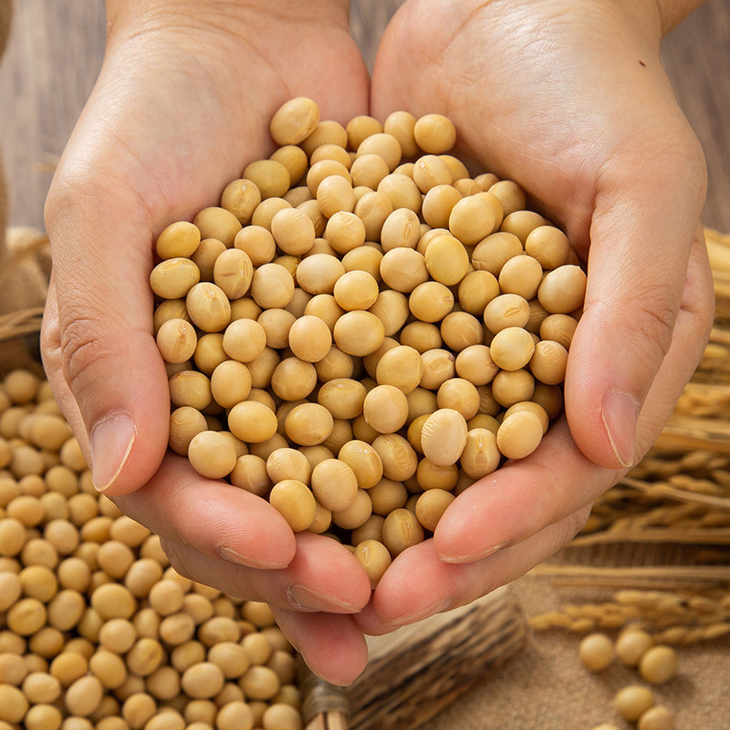 大豆东北1kg真空专用豆浆2斤农家黄大豆自种黄豆