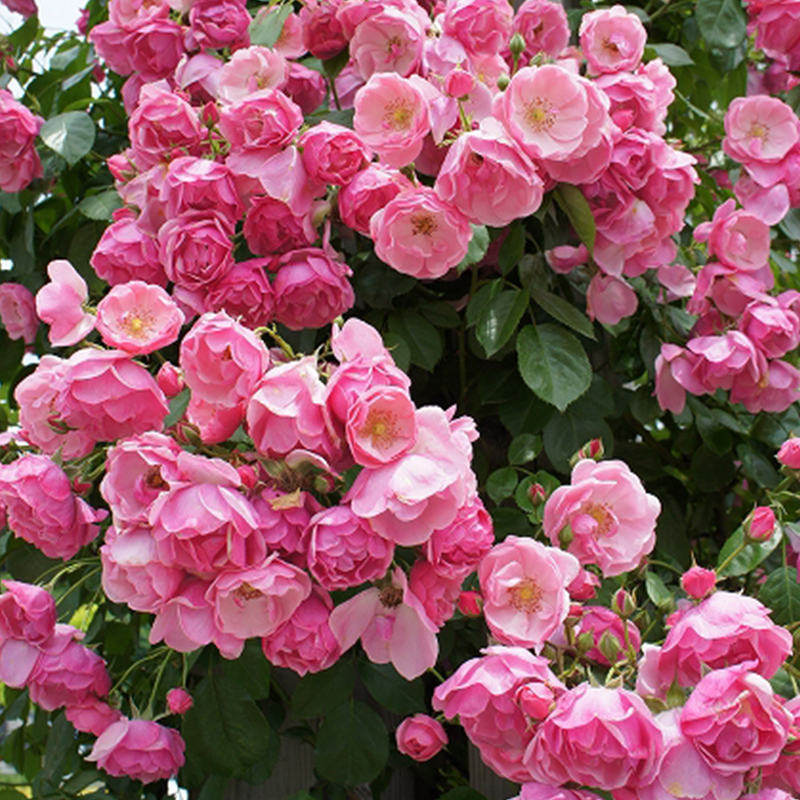 爬藤蔷薇花卉浓香多头多季 花苗 藤本月季 安吉拉 开花庭院阳台玫瑰