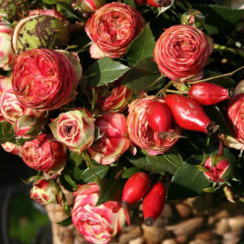 拉丁绒球月季苗庭院灌木阳台盆栽月季花苗切花灌木月季玫瑰