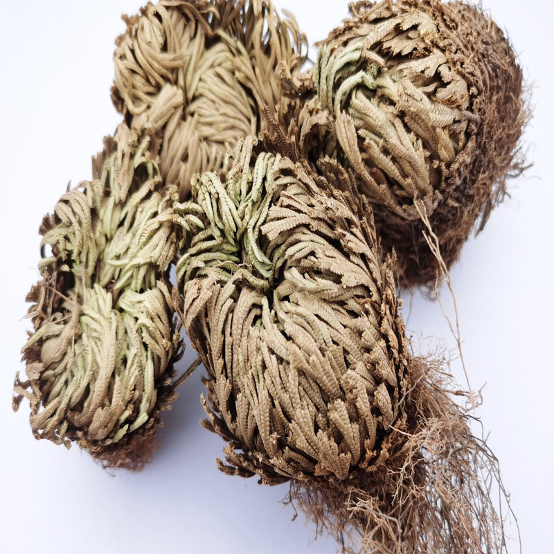 中药材卷柏九死还魂500克包邮其他药食同源食品